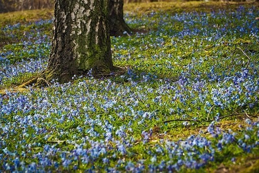 spring bluebells new forest