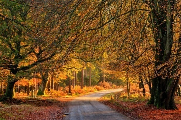 Autumn New Forest Escapes